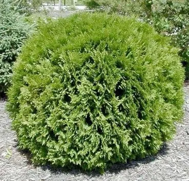 Туя западная Woodwardii