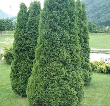 Туя западная Holmstrup