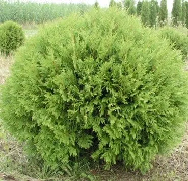 Туя западная Globosa