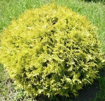 Туя западная Globosa aurea