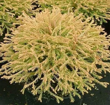 Туя западная Golden tuffet