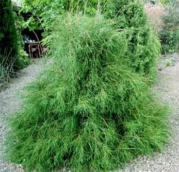 Туя западная Filiformis