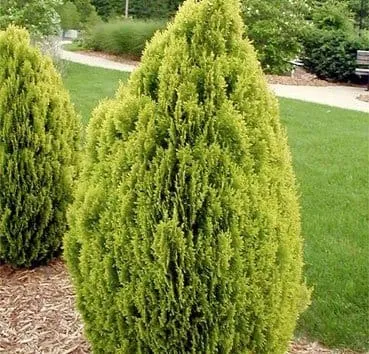 Туя восточная Aurea nana