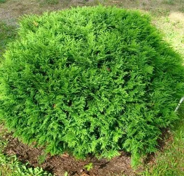 Туя западная Globosa compacta