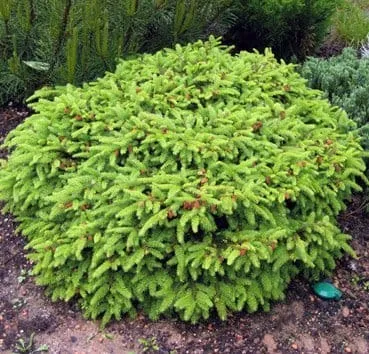 Ель обыкновенная Nidiformis