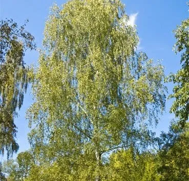 Береза полезная Long trunk