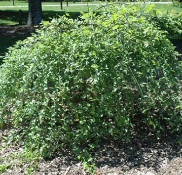 Береза черная Summer cascade