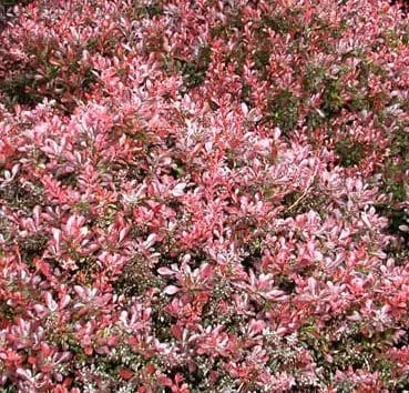 Барбарис тунберга Atropurpurea nana