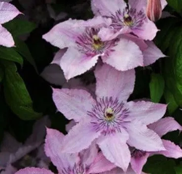 Клематис Hagley hybrid