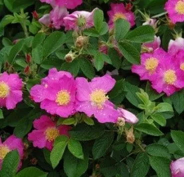 Роза морщинистая Rugosa