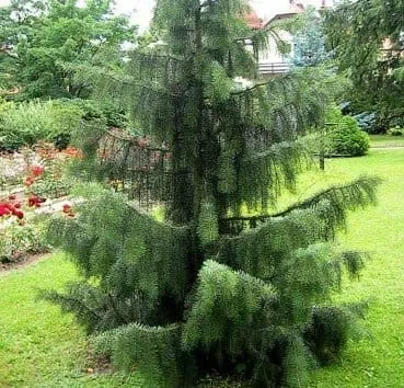 Ель бревера