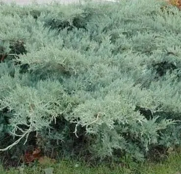 Можжевельник виргинский Grey owl