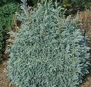 Кипарисовик горохоплодный Baby blue