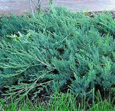 Можжевельник горизонтальный Glauca