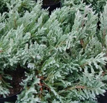 Можжевельник горизонтальный Grey pearl