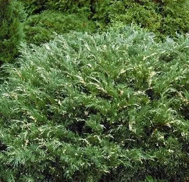 Можжевельник казацкий Variegata