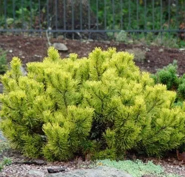 Сосна горная Carstens wintergold (carsten)