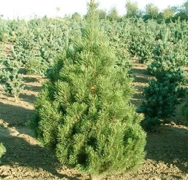 Сосна горная Columnaris (columbo)