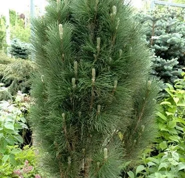 Сосна черная Green tower