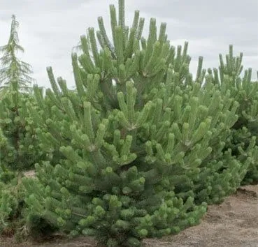 Сосна черная Oregon green
