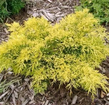Можжевельник средний King of spring