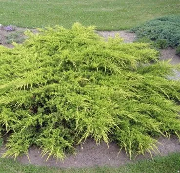 Можжевельник средний Pfitzeriana aurea