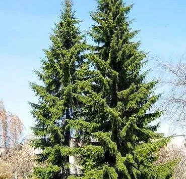 Ель сербская