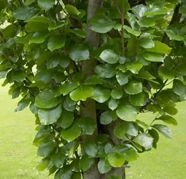 Бук лесной Dawyck