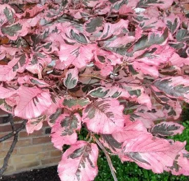 Бук лесной Purpurea tricolor