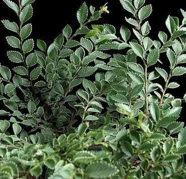 Вяз Parviflora geisha