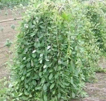 Ива козья Pendula/kilmarnock