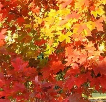 Клен красный October glory