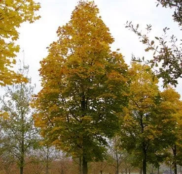 Клен остролистный Columnare