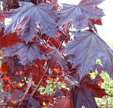 Клен остролистный Royal red