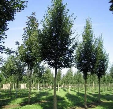 Липа мелколистная Rancho