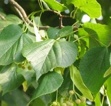 Липа европейская Pallida