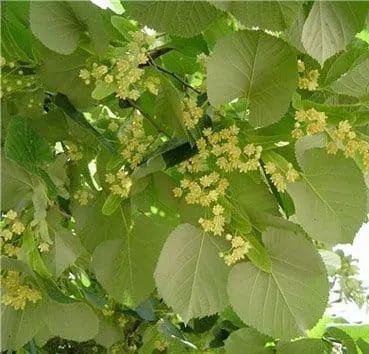 Липа крупнолистная