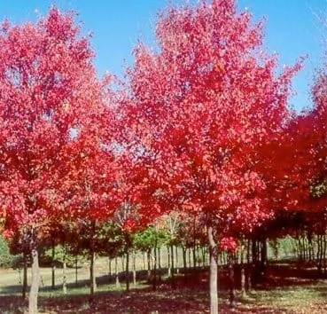Клен красный Sun valley