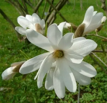Магнолия звездчатая (Stellata)