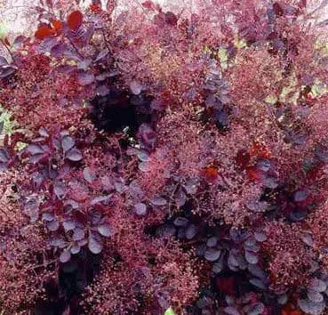 Скумпия кожевенная Royal purple
