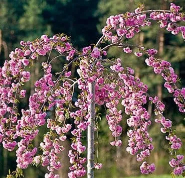 Черемуха Kiku shidare zakura