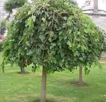 Шелковица белая Pendula