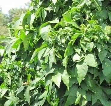 Ясень пенсильванский Crispa