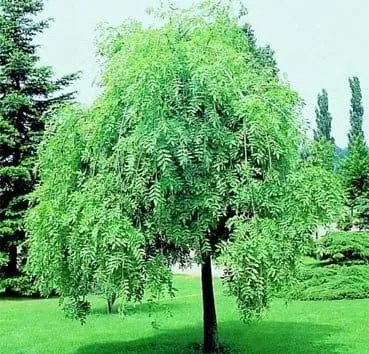 Ясень обыкновенный Pendula