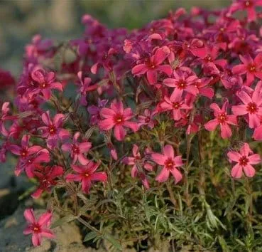 Флокс шиловидный Atropurpurea