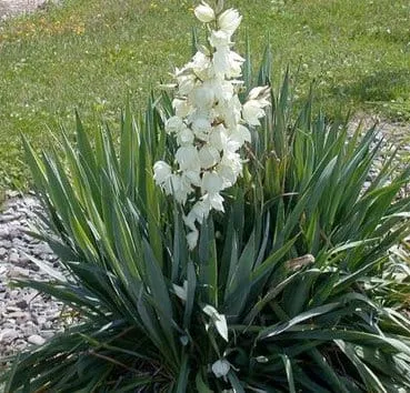 Юкка Filamentosa (нитчатая)