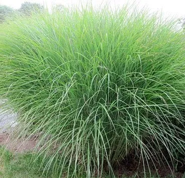 Мискантус китайский Gracillimus