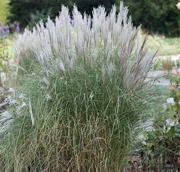 Мискантус китайский Kleine silberspinne