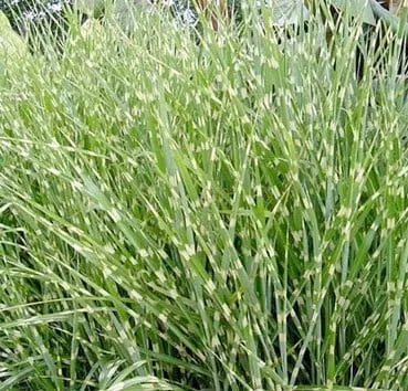 Мискантус китайский Zebrinus