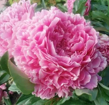 Пион молочноцветковый Sarah bernhardt